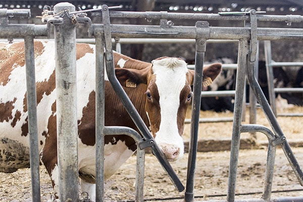 Brie de Meaux et Melun AOP : Ferme des Trente Arpents et processus de fabrication