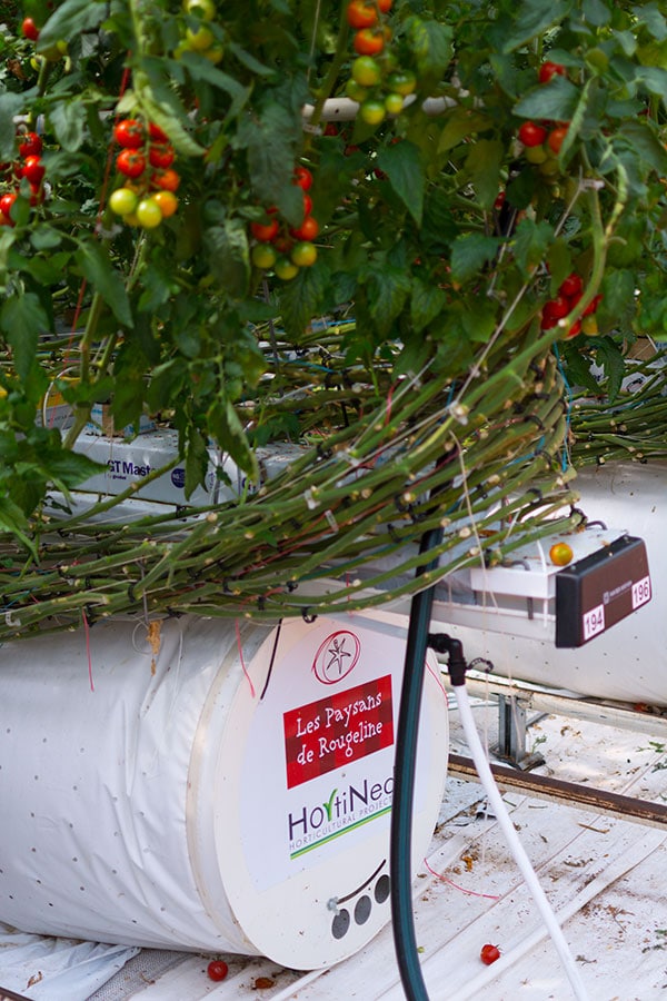 Les Paysans de Rougeline, culture en écoserres de tomates pour le bien de l'environnement