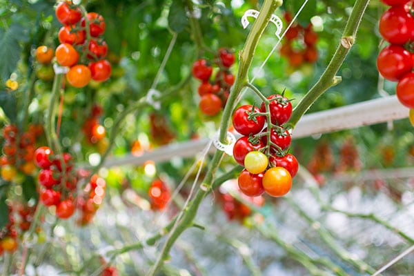 Les Paysans de Rougeline, culture en écoserres de tomates pour le bien de l'environnement