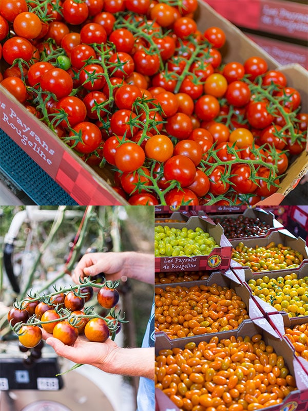 Les Paysans de Rougeline, culture en écoserres de tomates pour le bien de l'environnement