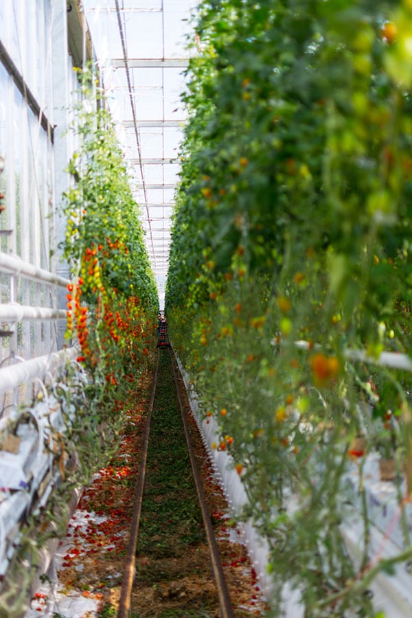 Les Paysans de Rougeline, culture en écoserres de tomates pour le bien de l'environnement