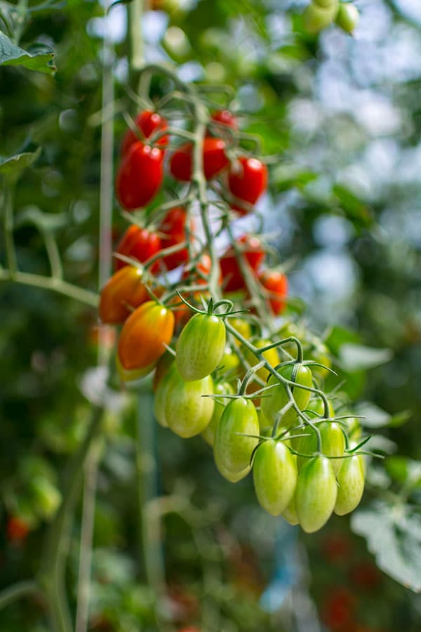 Les Paysans de Rougeline, culture en écoserres de tomates pour le bien de l'environnement