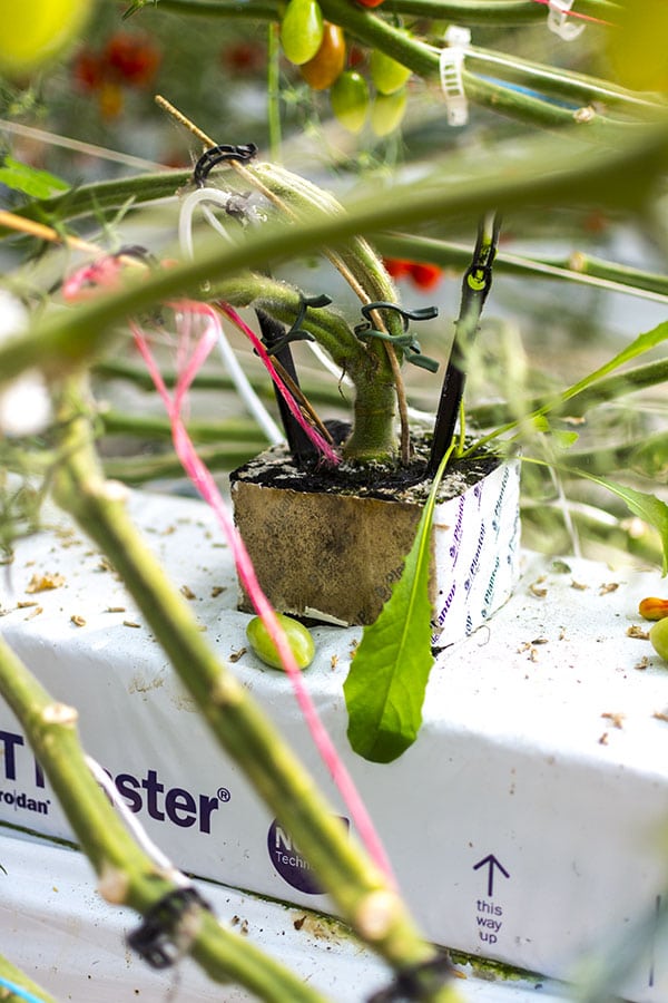 Les Paysans de Rougeline, culture en écoserres de tomates pour le bien de l'environnement