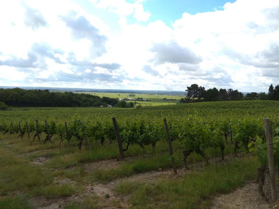 Saint-Nicolas de Bourgueil : vins fruités et légers au bord de la Loire