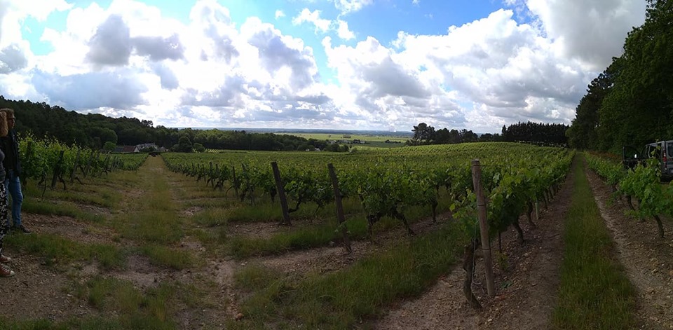 Saint-Nicolas de Bourgueil : vins fruités et légers au bord de la Loire